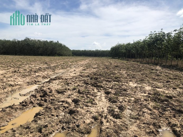Đầu tư đất vườn sổ hồng riêng Tây Ninh - chào đón sự giàu có và thịnh vượng chỉ với 378 nghìn / m2