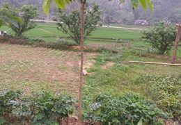 Bán đất mặt đường chính cách UBND xã Tân Trào, Tuyên Quang 100m dẫn vào khu di tích. Giá 35 tr/m2