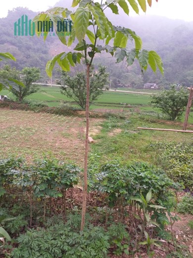 Bán đất mặt đường chính cách UBND xã Tân Trào, Tuyên Quang 100m dẫn vào khu di tích. Giá 35 tr/m2