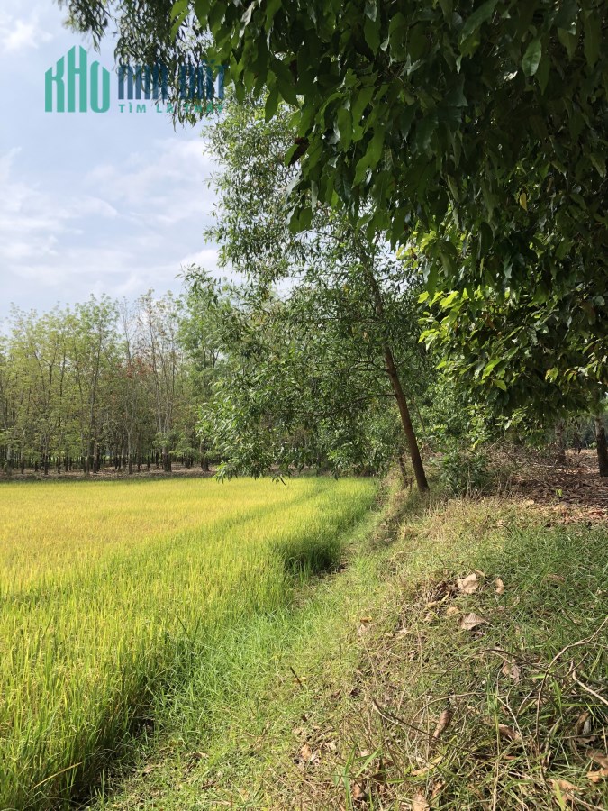 Cơ hội cho nhà đầu tư - Đất vườn mặt tiền rộng – Sổ riêng