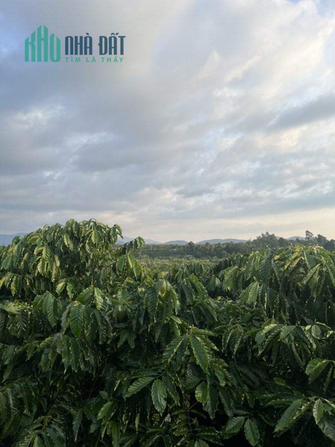 Bán đất QL 20 - Hòa Bắc, Di Linh, Lâm Đồng: 3.389m2, giá 1,28 tỷ
