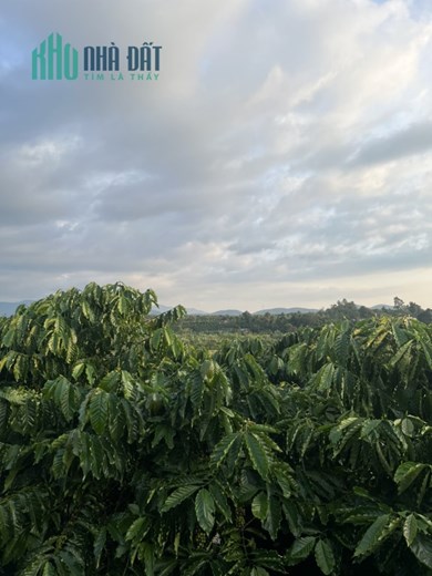 Bán đất QL 20 - Hòa Bắc, Di Linh, Lâm Đồng: 3.389m2, giá 1,28 tỷ