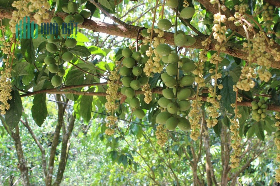 BÁN MẢNH ĐẤT RẪY CẬP RẠCH BẾN ĐÁ MÁT MẺ KHỎI CHÊ
