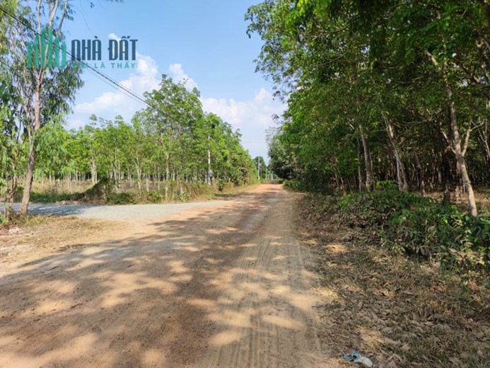 GẤP LẮM RỒI KHÁCH ƠI, CẦN BÁN NHANH 1500M2 ĐẤT BÊN CHÂU THÀNH, TÂY NINH GIÁ RẺ