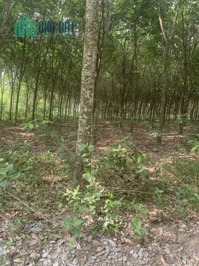 BÁN ĐẤT TRỒNG CÂY LÂU NĂM