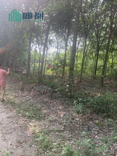 BÁN ĐẤT TRỒNG CÂY LÂU NĂM