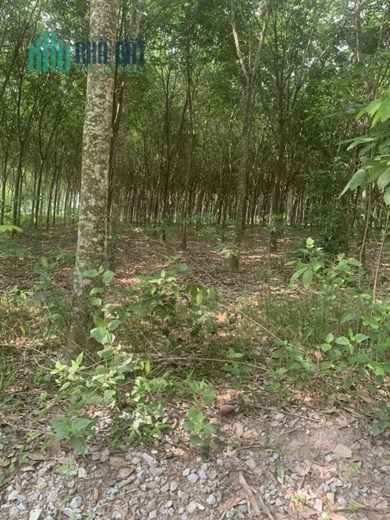 BÁN ĐẤT TRỒNG CÂY LÂU NĂM