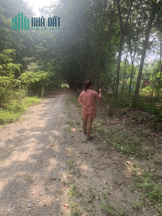 BÁN ĐẤT TRỒNG CÂY LÂU NĂM