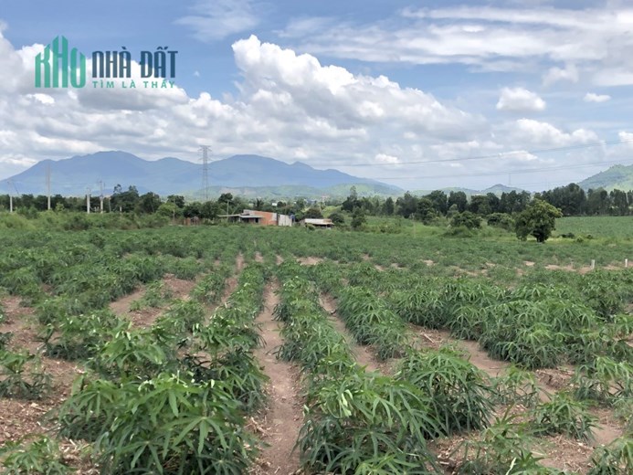 Chính chủ cần tiền bán gấp lô đất Thị trấn Tân Nghĩa, Hàm Tân, giá đầu tư