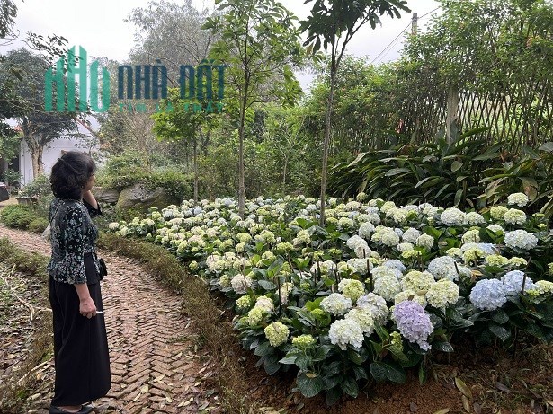 💥Cho thuê Homestay tại xã Vân Hòa, Ba Vì, Hà Nội; 0916064004
