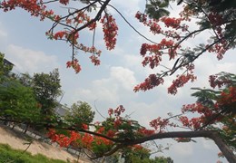 ĐẤT XÂY TRỌ. NHÀ Ở DỊCH VỤ FULL THỔ CƯ. BÊN HÔNG KHU CHẾ XUẤT LINH TRUNG. KCN ĐỒNG AN. GIÁ CHỈ HƠN