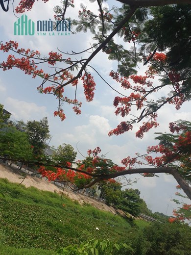 ĐẤT XÂY TRỌ. NHÀ Ở DỊCH VỤ FULL THỔ CƯ. BÊN HÔNG KHU CHẾ XUẤT LINH TRUNG. KCN ĐỒNG AN. GIÁ CHỈ HƠN