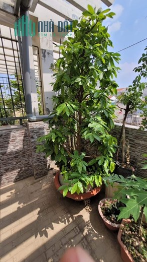 Bán nhà HXH Trường Chinh Phường 14 Tân Bình, Dòng tiền 40tr/tháng, 5 Tầng, Giá rẻ.