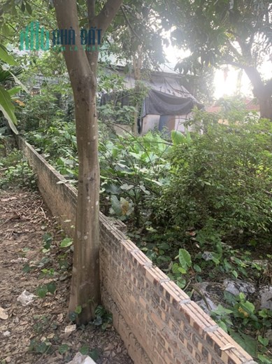 🔥🔥🔥HƯỚNG DẪN CÁCH MUA ĐẤT GIÁ RẺ THÔN THƯỢNG DƯƠNG HÀ GIA LÂM HÀN NỘI
