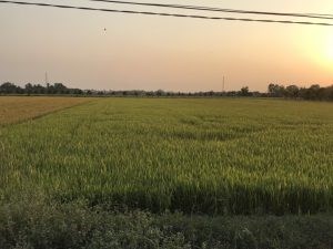 Cần Bán Lô Đất Vị Trí Đẹp Tại Huyện Gò Dầu- Tỉnh Tây Ninh