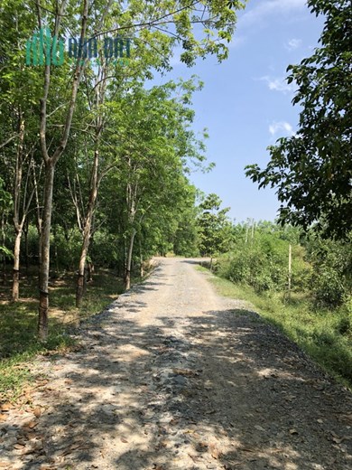 ĐẤT SÀO TÂY NINH, CHƯA BAO GIỜ HẾT ĐỘ HOT, VÌ GIÁ RẺ MÀ ĐẤT LẠI CỰC KỲ ĐẸP