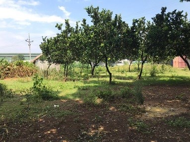 Chính chủ cần chuyển nhượng đất tại  Tân Sơn, Hoà Sơn, Lương Sơn, Hoà Bình