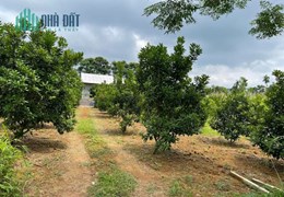 CẦN BÁN GẤP MẢNH ĐẤT GIÁ ĐẦU TƯ F0 LỖ SƠN TÂN LẠC HOÀ BÌNH