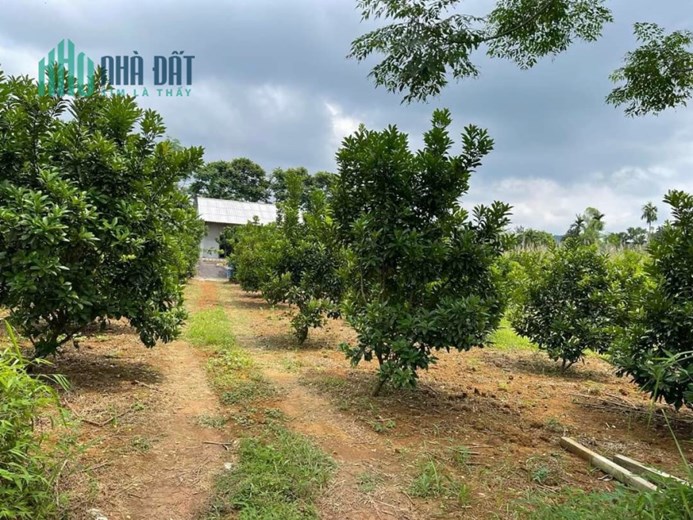 CẦN BÁN GẤP MẢNH ĐẤT GIÁ ĐẦU TƯ F0 LỖ SƠN TÂN LẠC HOÀ BÌNH
