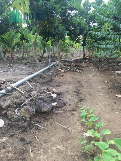 5 công vườn ấp Vĩnh Phú,Vĩnh Kim,Châu Thành,Tiền Giang