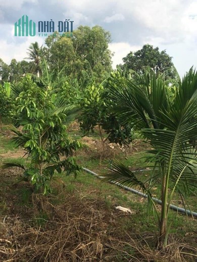 5 công vườn ấp Vĩnh Phú,Vĩnh Kim,Châu Thành,Tiền Giang