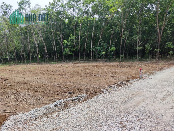 ĐẤT SÀO PHÙ HỢP LÀM VƯỜN, TRANG TRẠI, ĐẦU TƯ, NGHỈ DƯỠNG TẠI CHÂU THÀNH, TÂY NINH