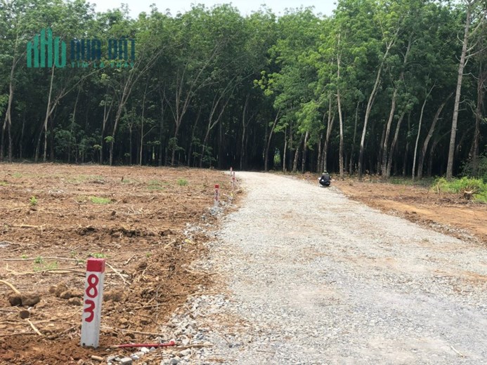 Châu Thành Tây Ninh em còn 1 lô chân dài giá ngắn cho anh/chị mua để giành