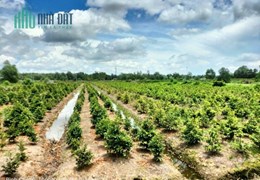 Bán gấp lô đất đường Vườn Thơm, x.Bình Lợi, Bình Chánh