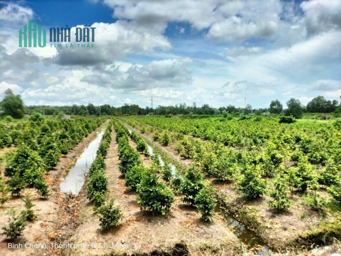 Bán gấp lô đất đường Vườn Thơm, x.Bình Lợi, Bình Chánh