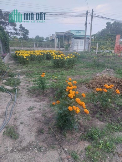 Bán Đất MT Sổ Hồng Riêng Giá Rẻ Trung Tâm Xã Trường Đông-Hòa Thành