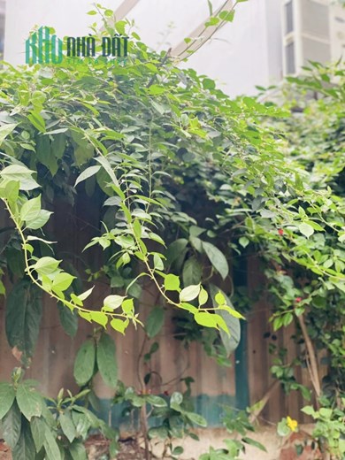 MẢNH ĐẤT ĐẸP NỞ HẬU - Ô TÔ TRÁNH DỪNG ĐỖ NGÀY ĐÊM - NGÕ CỦA NHÀ GIÀU - THOÁNG TRƯỚC SAU.