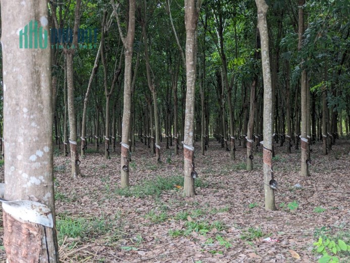 Xem là ưng ngay 3330m2 đất vườn - sổ hồng riêng giá rẻ bèo ở Tây Ninh