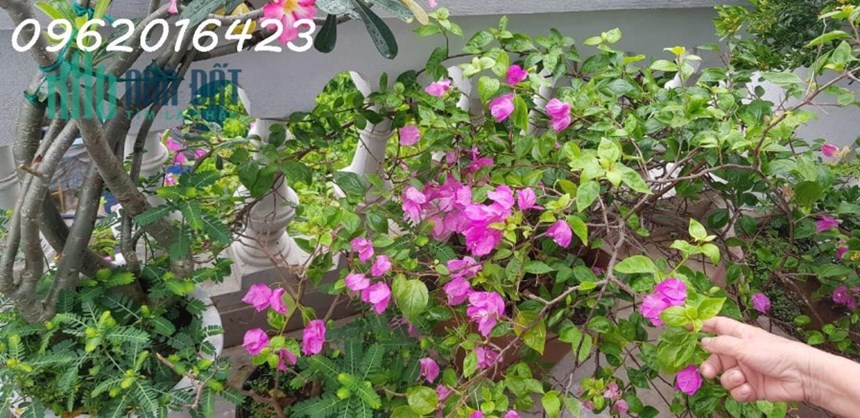 💥 Bán Nhà Nghi Tàm Tây Hồ, 16 Tỷ 110m Mặt Tiền 5.5m, 3 Oto Tránh 2 Thoáng Kinh Doanh 💥