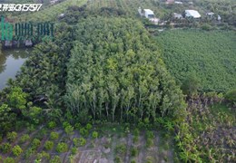 Bán Gấp Vườn cao su đặc - dự án đầy tiềm năng tại Thị Xã Hoà Thành