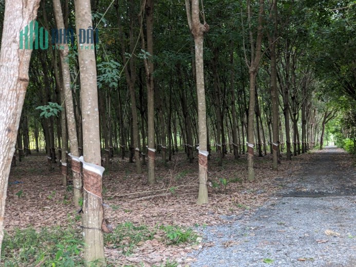 CẦN RA GẤP MIẾNG ĐẤT 3330M2 Ở CHÂU THÀNH, NHANH TAY LÊN ANH CHỊ ƠI