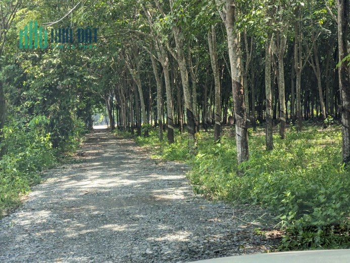 CẦN RA GẤP MIẾNG ĐẤT 3330M2 Ở CHÂU THÀNH, NHANH TAY LÊN ANH CHỊ ƠI