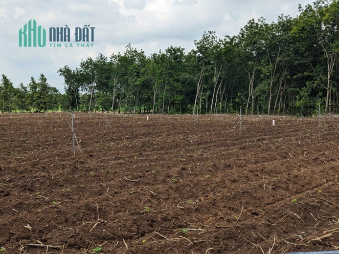ĐẤT SÀO HIẾM CÓ, TRƯỚC LÀ ĐƯỜNG RỘNG, SAU LÀ RẠCH NƯỚC TẠI TÂY NINH