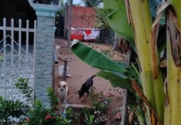 CHÍNH CHỦ BÁN GẤP Lô Đất Vị Trí Đẹp Tại Vĩnh Trạch, Thoại Sơn, An Giang - Giá Cực Rẻ