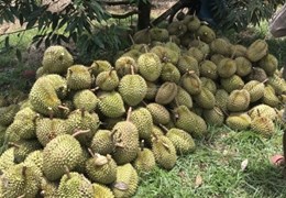 CHÍNH CHỦ GIA ĐÌNH MÌNH CẦN BÁN VƯỜN SẦU RIÊNG 7200M2 CÓ NHÀ XÂY KIÊN CỐ SÁT QL 20_LIÊN HỆ: 0961