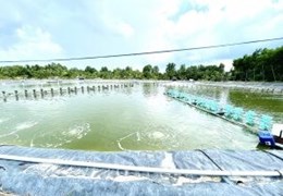 Chính Chủ Cần Bán Gấp Khu Đất Nuôi Trồng Thủy Sản Vị Trí Đẹp Tại Long An