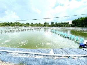 Chính Chủ Cần Bán Gấp Khu Đất Nuôi Trồng Thủy Sản Vị Trí Đẹp Tại Long An