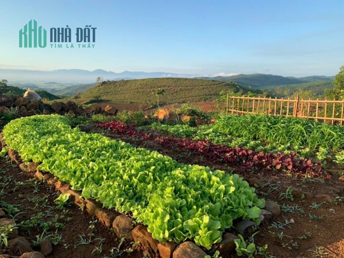 Bán Ngọn Đồi Cao Nguyên Vân Hòa, Đà Lạt 2, View Thành Phố, Thung Lũng, gần Khu Dân Cư
