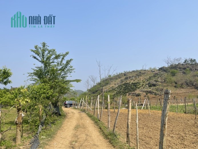 ĐẤT NỀN MỘC CHÂU- DIỆN TÍCH LỚN GIÁ CỰC RẺ VIEW TOÀN BỘ BẢN HOA