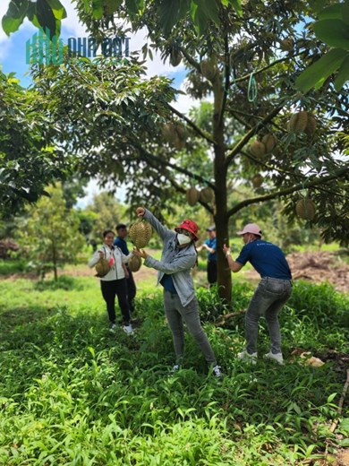 Bán đất nền thổ cư cách tp Bảo Lộc 10 phút, đất đang có vườn sầu riêng