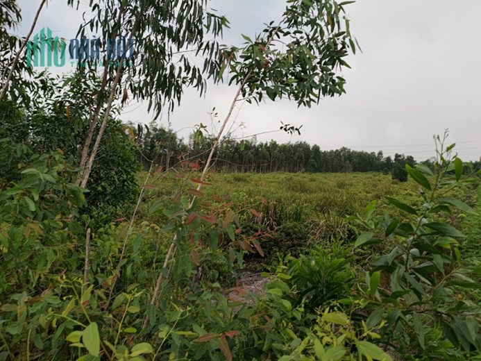 chính chủ bán đất   Bờ kênh C3 xã Thạnh Lợi, Bến Lức: Long An