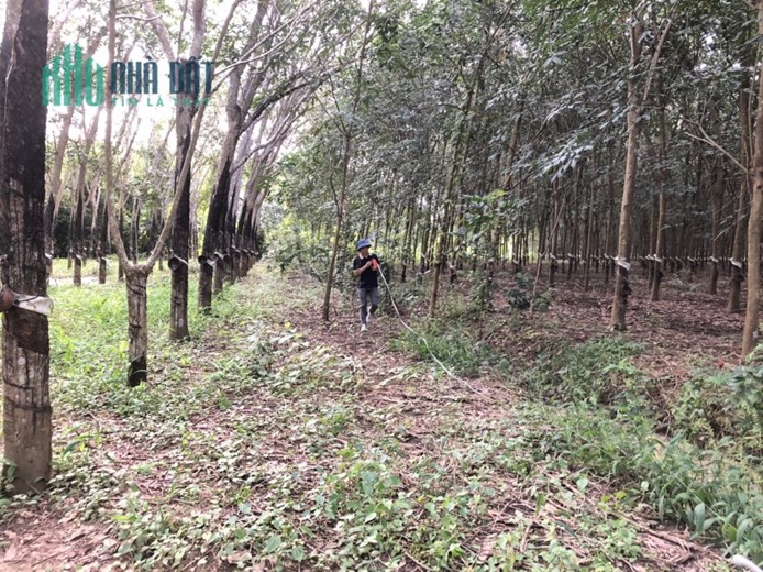 Xả Lỗ - Cần Bán Gấp Hơn 2,3 Sào Đất Vườn SHR
