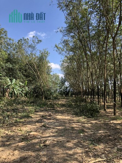 Đầu tư đất vườn sổ hồng riêng Tây Ninh - chào đón sự giàu có và thịnh vượng chỉ với 384 Nghìn / m2