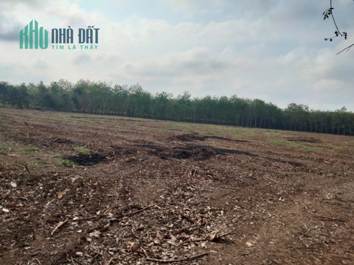 Đầu tư đất vườn sổ hồng riêng Tây Ninh - chào đón sự giàu có và thịnh vượng chỉ với 384 Nghìn / m2