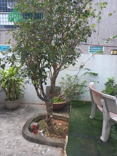 Biệt thự nhà vườn Định Trung, Vĩnh Yên, Vĩnh Phúc giá rẻ bất ngờ