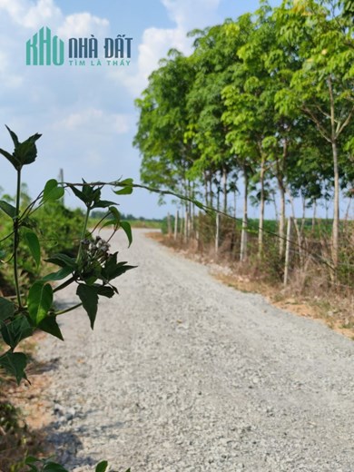 Giá giảm cực mạnh - SHR - chủ cần bán gấp 1600m2 Tây Ninh